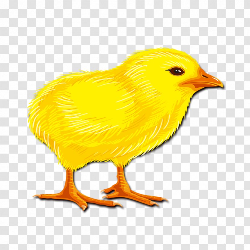 Yellow-hair Chicken Rooster - Wing - Chick Transparent PNG