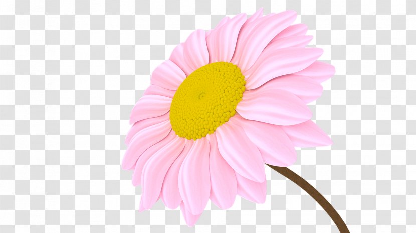 Transvaal Daisy Chrysanthemum Close-up Petal Pink M - Yellow Transparent PNG