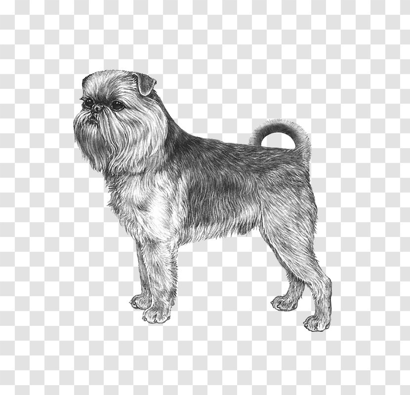 Miniature Schnauzer Affenpinscher Glen Griffon Bruxellois Cairn Terrier - Toy Dog - Like Mammal Transparent PNG