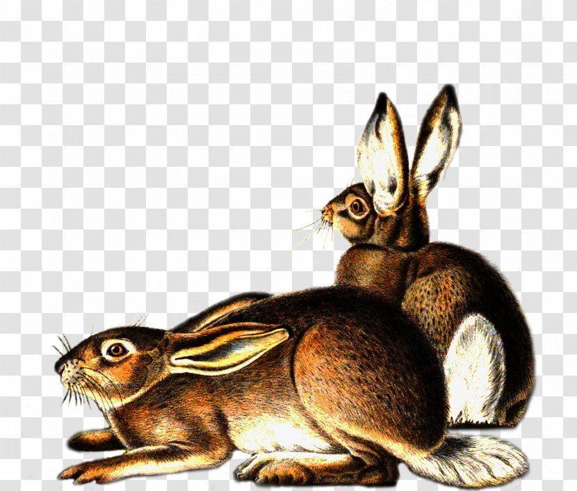 Hare Domestic Rabbit Mammal Animal Transparent PNG