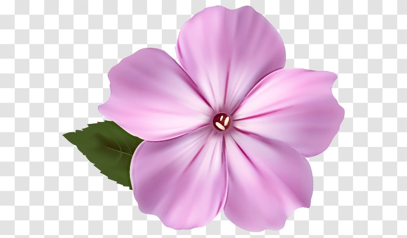 Petal Pink Flower Plant Violet - Magenta Periwinkle Transparent PNG