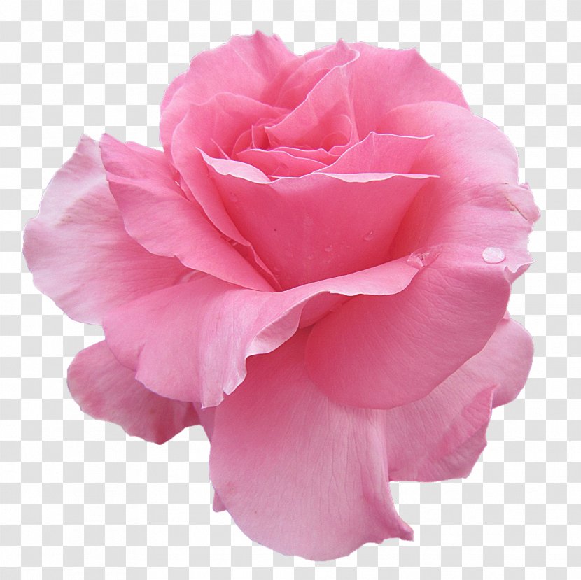 Garden Roses Rosengarten, Bad Kissingen Rose Photography - Order - Pale Pink Paper Parasols Transparent PNG