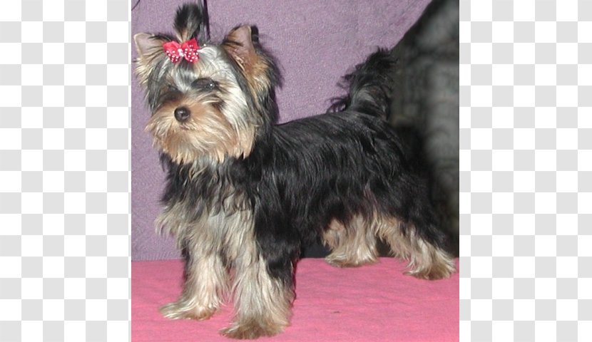 Yorkshire Terrier Australian Silky Cairn Morkie Affenpinscher - Dog Breed - Puppy Transparent PNG