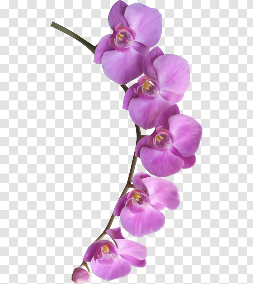 Flower Brochure Clip Art - Lilac Transparent PNG