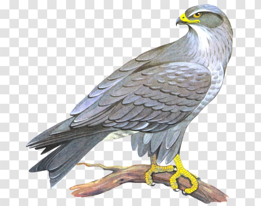 Clip Art Transparency Image - Bird Of Prey - Falcon Transparent PNG