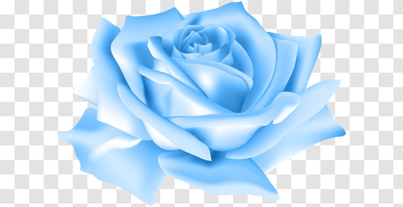 Blue Rose Clip Art - Blossom Transparent PNG