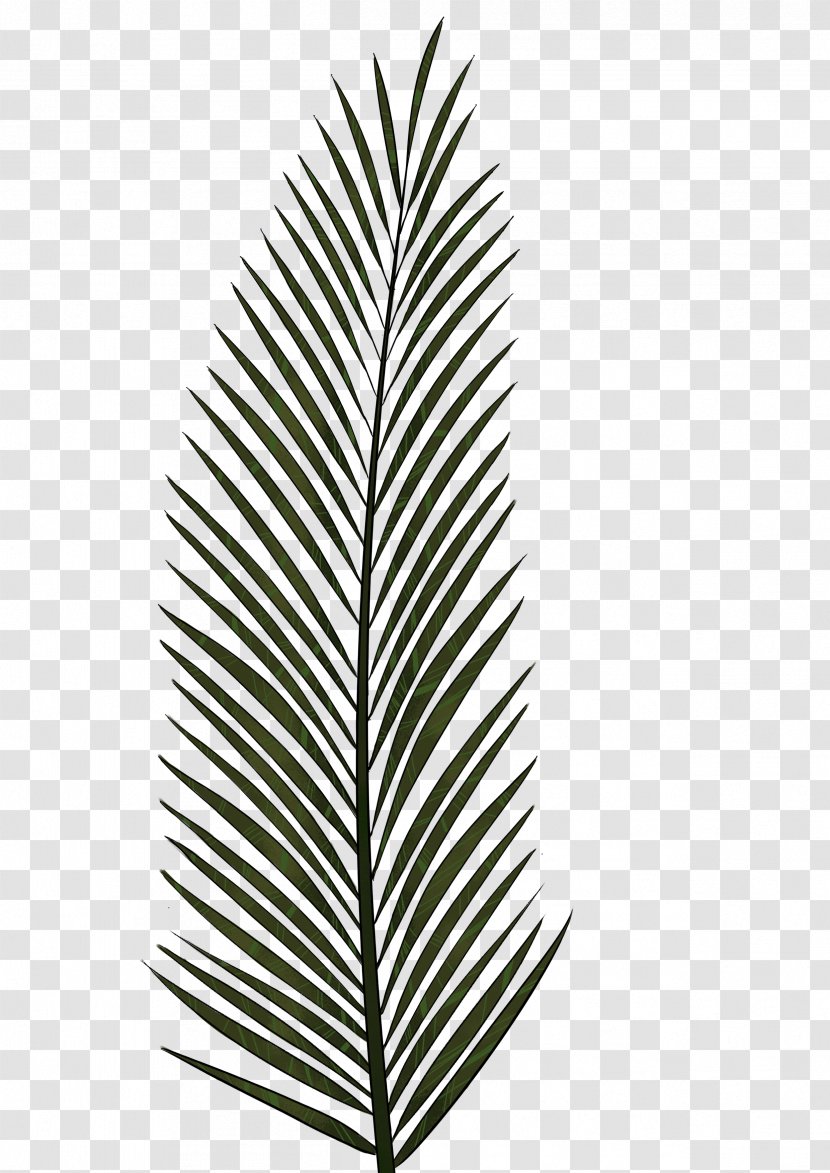 Arecaceae Leaf Palm Branch Tree - Black And White - Date Transparent PNG