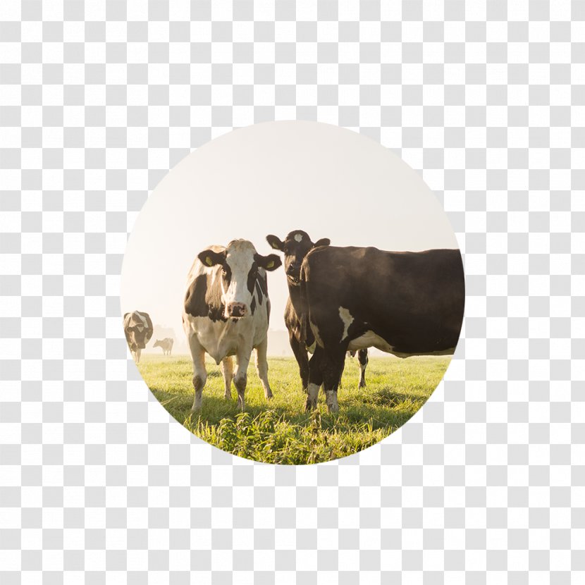 Cattle Agriculture Dairy Farming Business Transparent PNG