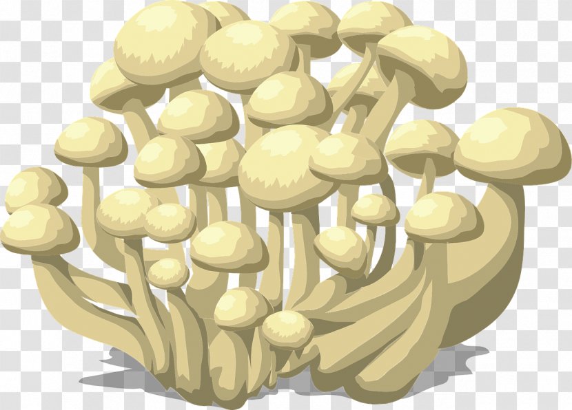 Protists And Fungi Snow Fungus Lingzhi Mushroom Transparent PNG