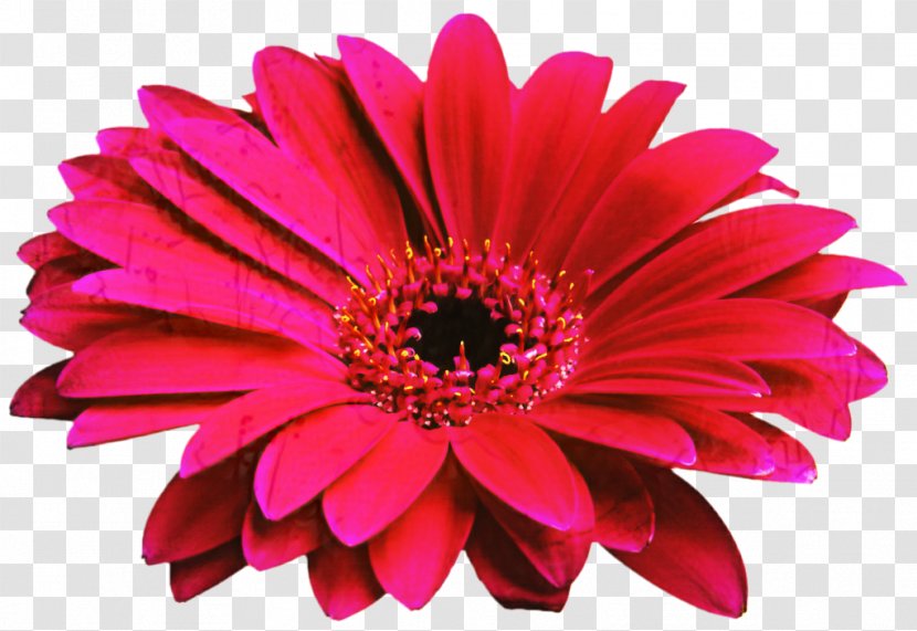 Transvaal Daisy Cut Flowers Flower Bouquet Family - Red Transparent PNG