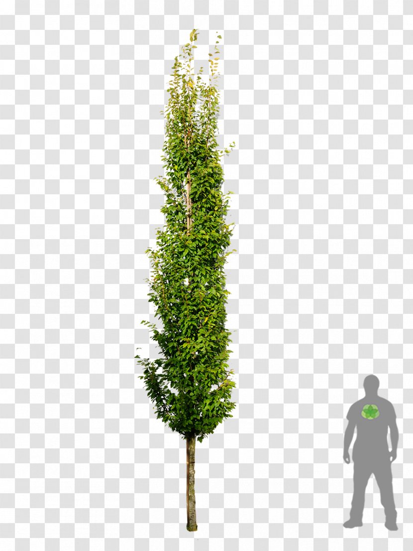 Spruce European Hornbeam Tree Fir Larch - Plant Transparent PNG