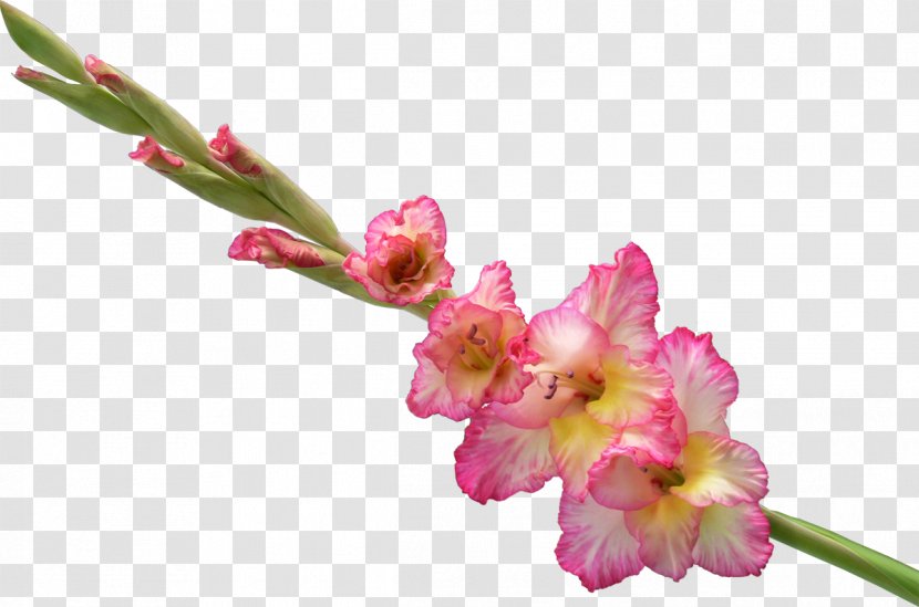 Gladiolus Flower Bouquet Clip Art Transparent PNG