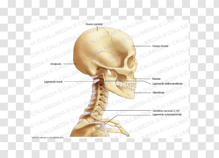 Bone Head And Neck Anatomy - Tree - Skull Transparent PNG