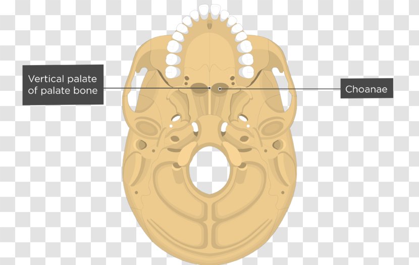 Vomer Nasal Concha Bone Skull - Lacrimal Transparent PNG