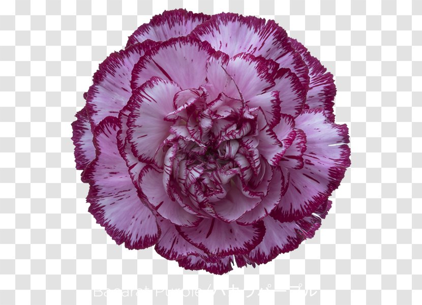 Carnation Purple Violet Glass - CARNATION Transparent PNG