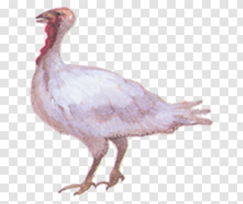 American Pekin Bird Cygnini Swan Goose Duck - Turkey - Chicken Transparent PNG