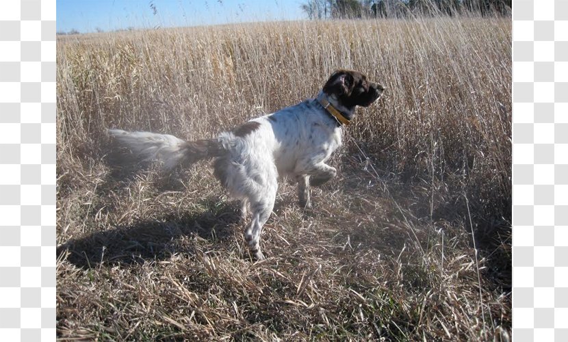 Drentse Patrijshond English Setter German Longhaired Pointer Stabyhoun - DOG Transparent PNG