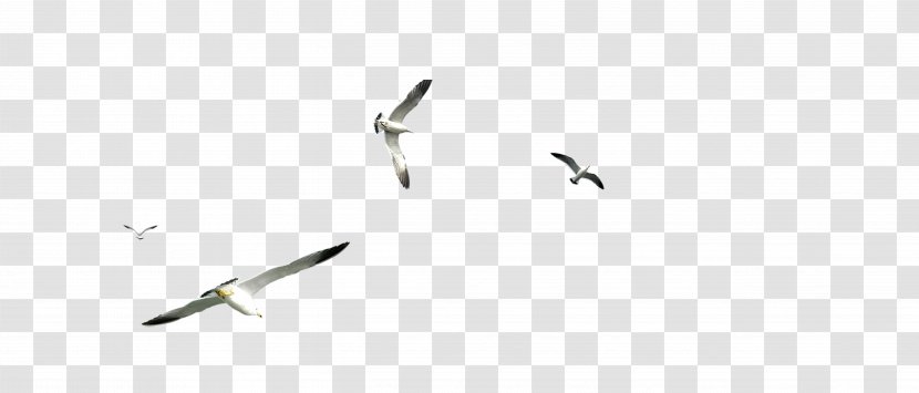 Flight Gulls Airplane - Flying Seagull Transparent PNG