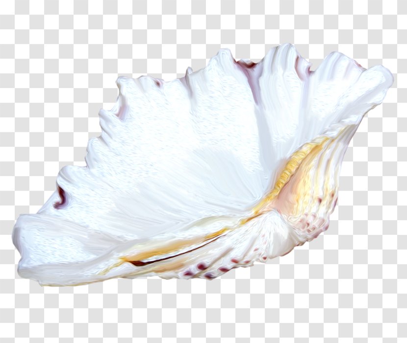 Seashell Icon - Goods - Cute Little Conch Transparent PNG