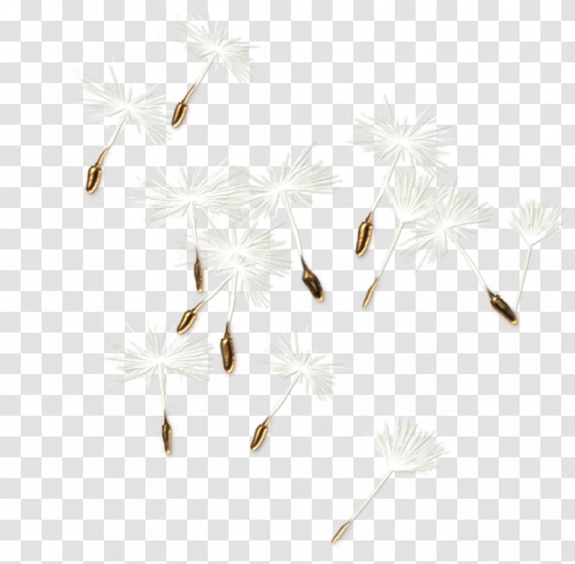Insect White Branch Twig Flower - Computer - Seeds Transparent PNG