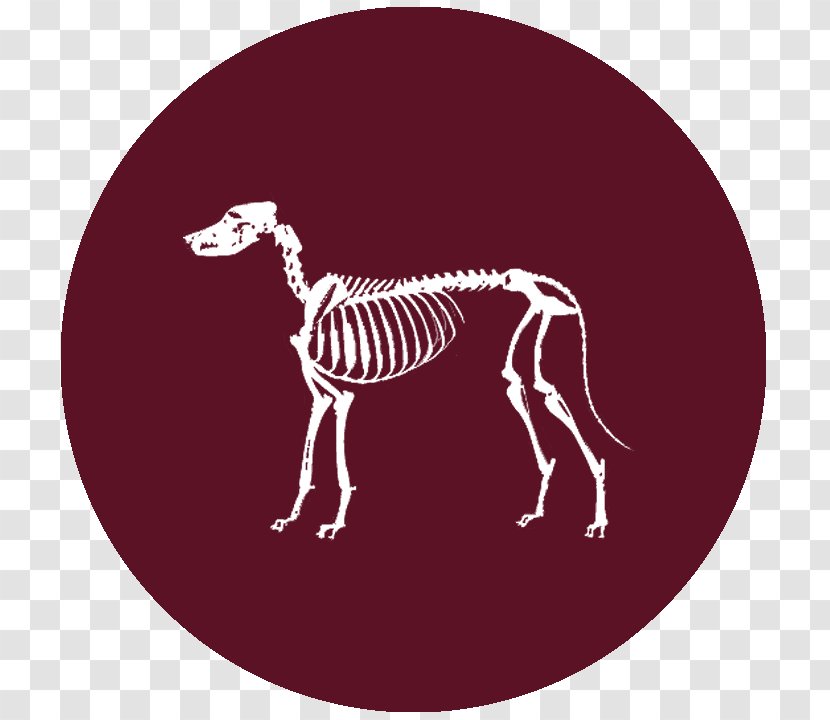 Giraffe Horse Deer Neck - Alternative Medicine Transparent PNG