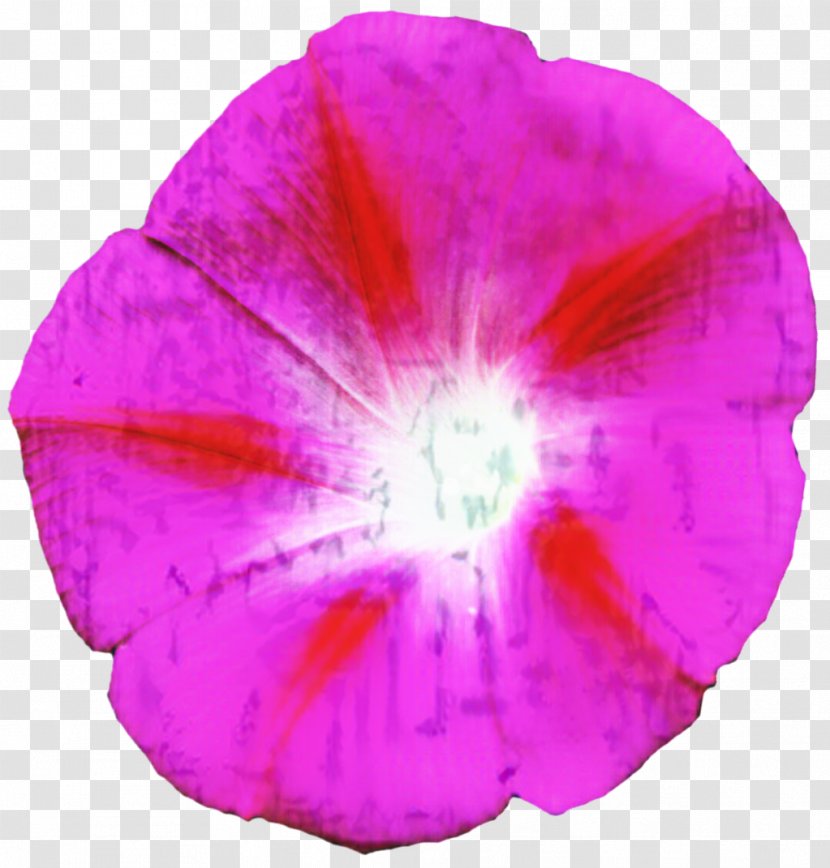 Pink M Violet Violaceae - Flowering Plant Transparent PNG