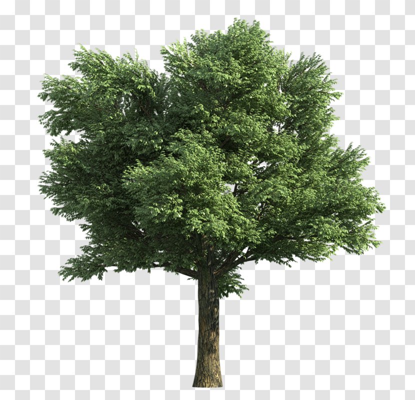 Rendering Tree Norway Maple - Shrub Transparent PNG