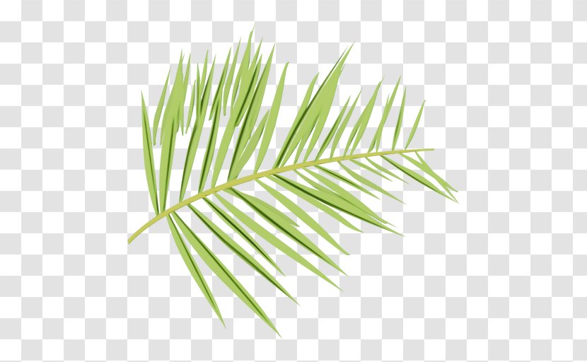 Yellow Fir Leaf Tree White Pine Plant - Watercolor - Oregon Red Transparent PNG