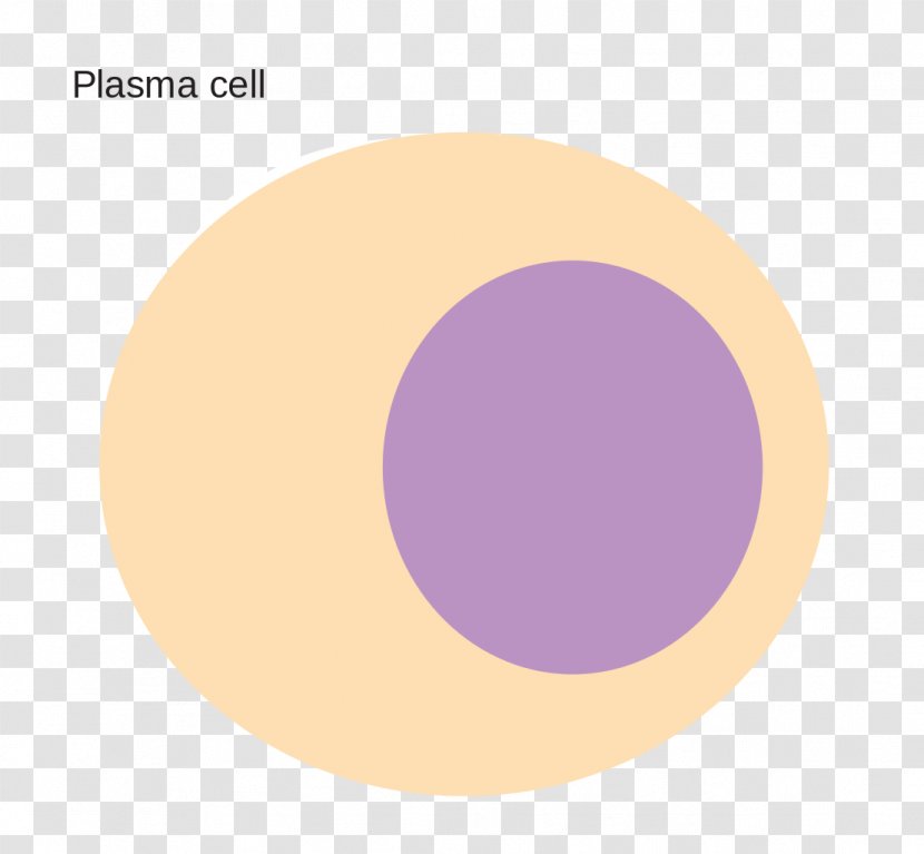 Plasma Cell Blood Information - Magenta Transparent PNG