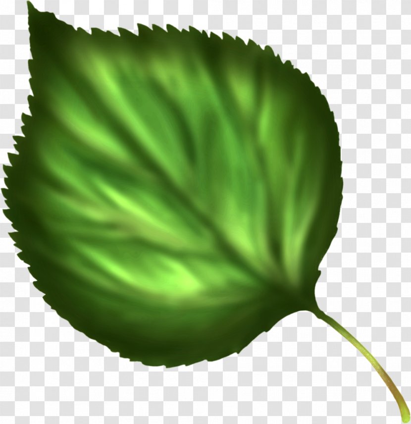 Leaflet Lindens Tree - Leaf Transparent PNG
