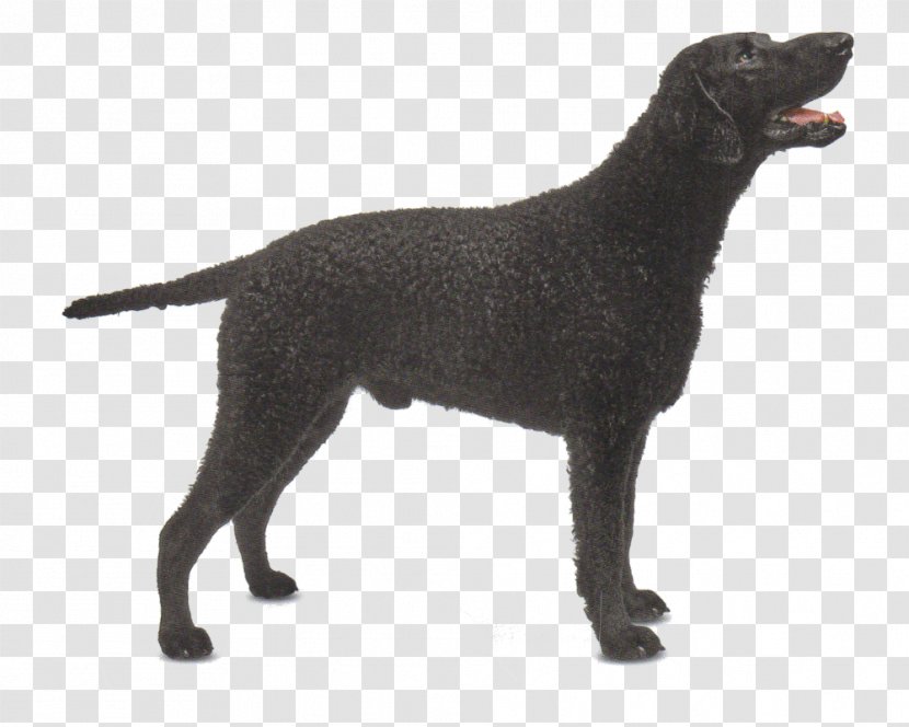Labrador Retriever Flat-Coated Curly-Coated English Cocker Spaniel Dog Breed - Dachshund Transparent PNG