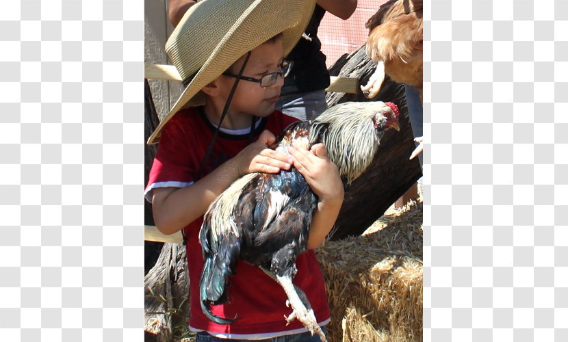 Rooster - Galliformes - Selfcultivation Transparent PNG