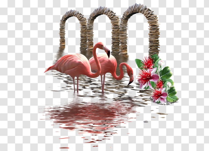 Beak - Love - Flamingo-bird Transparent PNG
