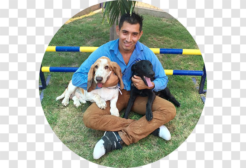 Hotel Canino Reyes Dog Breed Obedience Training Companion - Lawn Transparent PNG