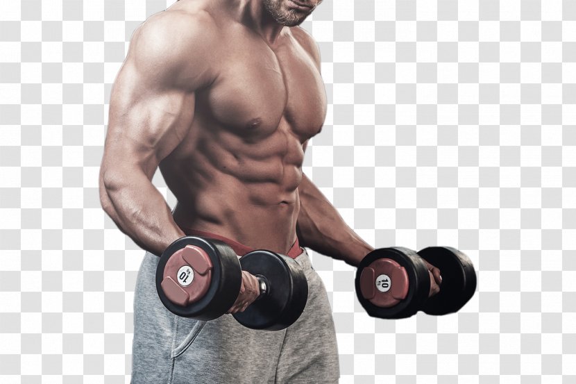 Bodybuilding Fitness Centre Muscle - Flower - Coach In The Gym Lifting Weights Transparent PNG