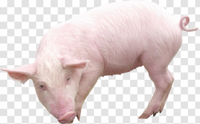 Domestic Pig Image File Formats Clip Art - Farming - Wild Boar Transparent PNG