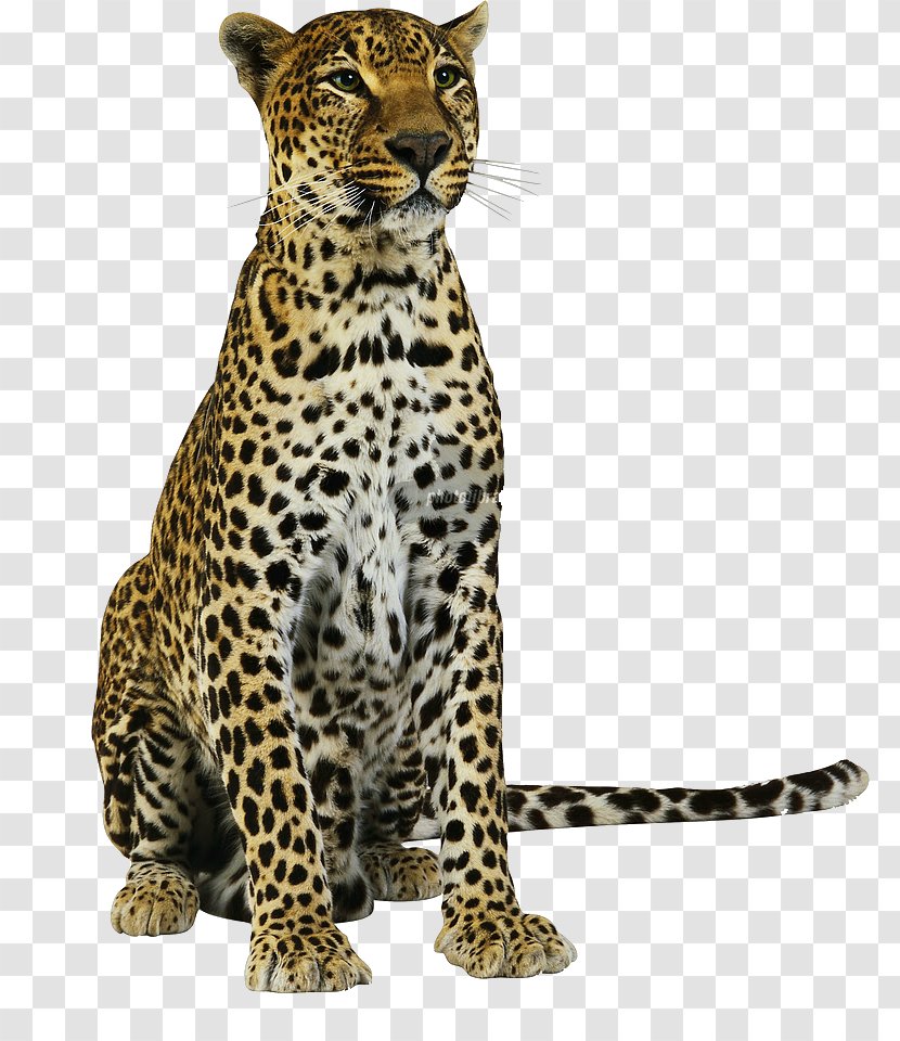 Jaguar Amur Leopard Cheetah Lion - Photography Transparent PNG