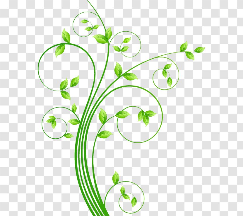 Vine - Green - Flower Transparent PNG