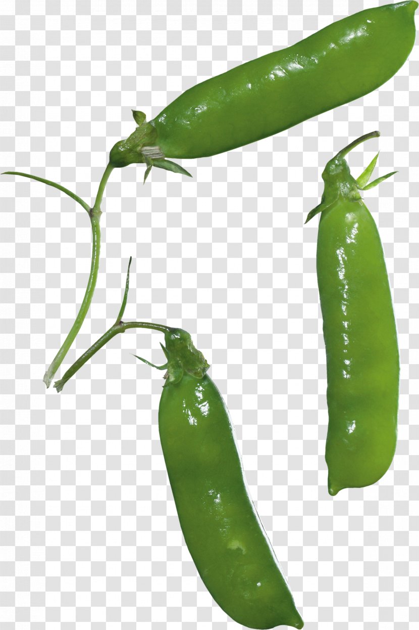 Clip Art - Plant - Pea Transparent PNG