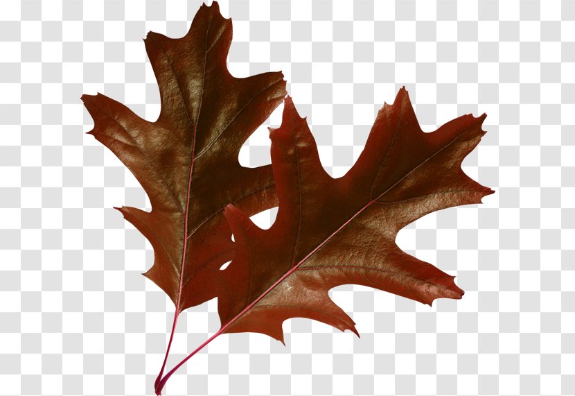 Raster Graphics Leaf Autumn Leaves Clip Art - Maple Transparent PNG