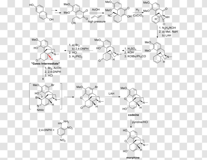 Total Synthesis Of Morphine And Related Alkaloids Chemistry Pale Blue Dot - Organic - Alkaloid Transparent PNG
