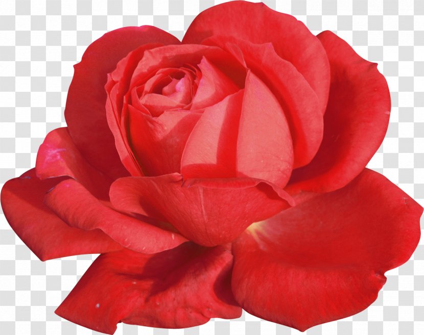 Rosa Chinensis Centifolia Roses Garden Flower - Flowering Plant Transparent PNG