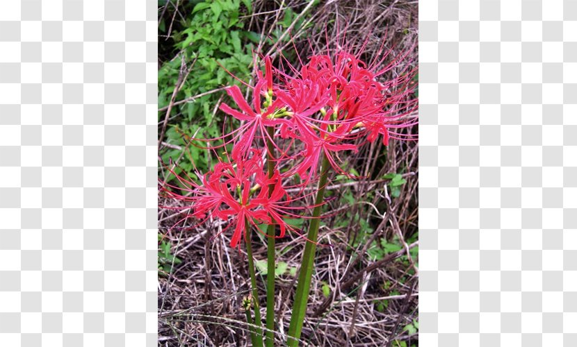 Flora Plant Community Subshrub - Spider Lily Transparent PNG