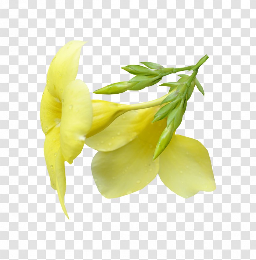 Day Of Customs The Russian Federation Large-flowered Evening-primrose Cut Flowers Mixed Gender - Evening Primrose - Flower Transparent PNG