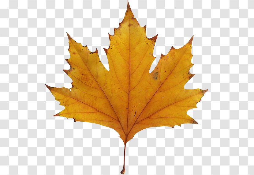 Maple Leaf Autumn Color Clip Art - Tree - Fly Transparent PNG