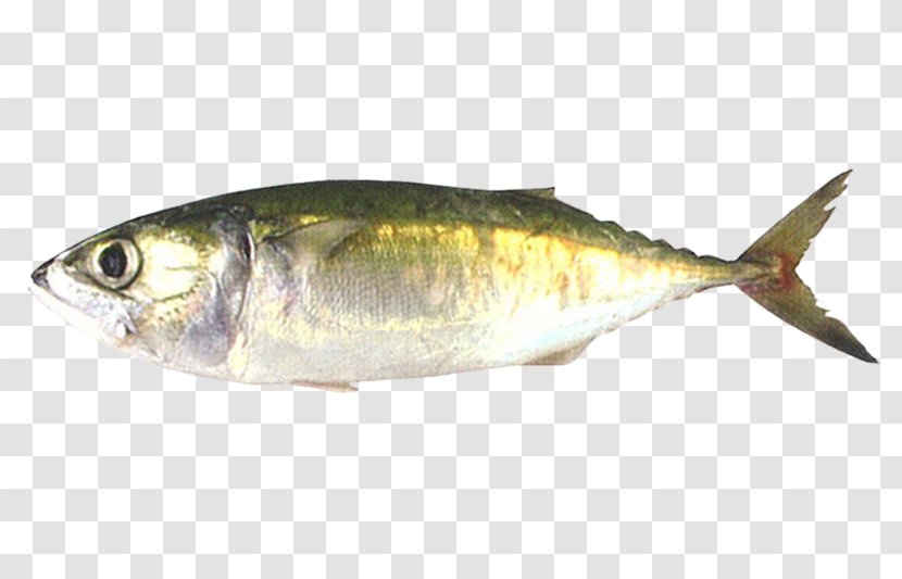 Fish Cartoon - Mackerel - Osmeriformes Perch Transparent PNG