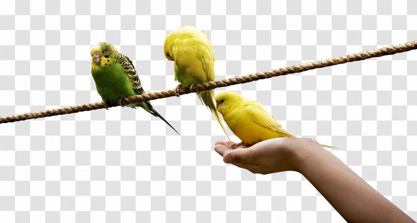 Lovebird Rope Yellow - Parrot - A Bird Standing On Transparent PNG