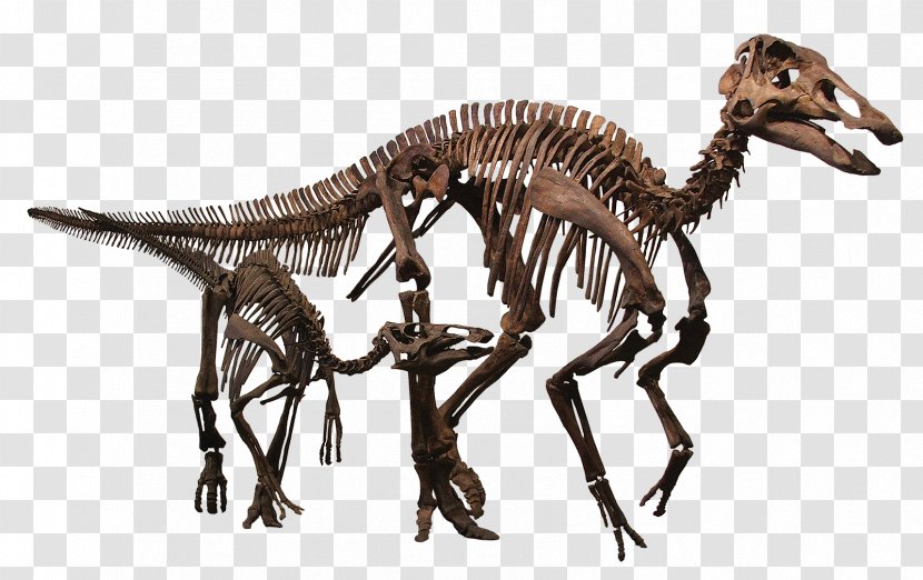 Rocky Mountain Dinosaur Resource Center Tyrannosaurus Pachycephalosaurus Edmontosaurus Annectens Late Cretaceous - Predator Transparent PNG