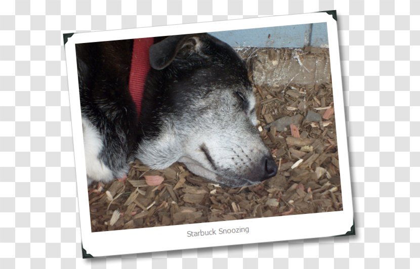 Dog Breed Siberian Husky Snout Fauna - Sit Transparent PNG