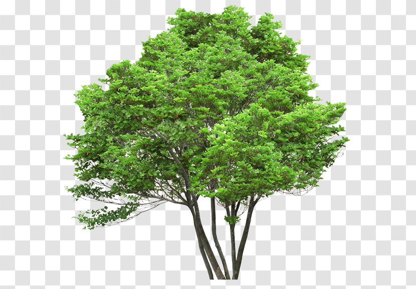 Clip Art - Evergreen - Architecture Tree Top View Transparent PNG